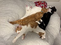 仲良くくっついて眠る白猫、ひかりちゃん（左上）、茶トラの嵐くん（中央）、ハチワレの桐丸くん（右上）、茶シロのリコくん（下）（画像提供：キムチ母さん）