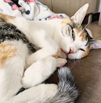 16歳になったトビ子ちゃん。穏やかな日々を過ごしています（画像提供：tobi8/8さん）