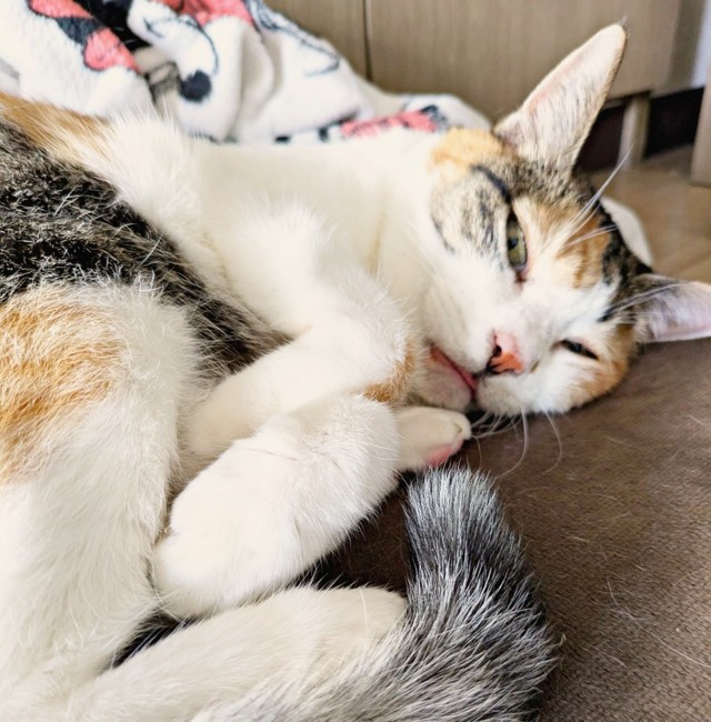 16歳になったトビ子ちゃん。穏やかな日々を過ごしています（画像提供：tobi8/8さん）