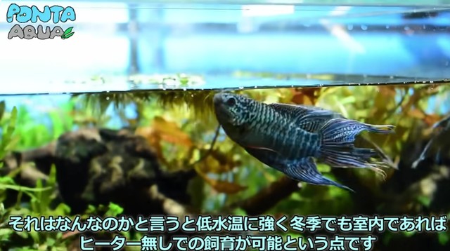 タイワンキンギョは比較的飼いやすいそう／投稿主さん提供