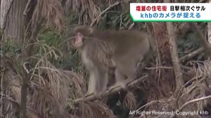 宮城・塩釜市の住宅街にサルが出没　ｋｈｂのカメラが撮影