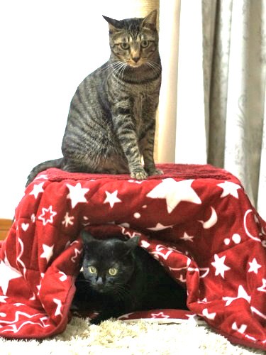 中と上でぬくぬく