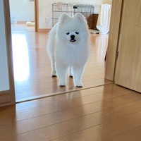 ごはんは食べたい、でも近づいたら目薬…どうしよう（提供：タレ目の犬(ポメラニアン)さん）