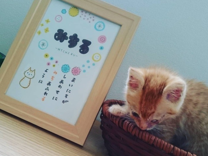 片目をけがして鳴いていた子猫 幸せ願い みちる と命名 犬 猫との幸せな暮らしのためのペット情報サイト Sippo