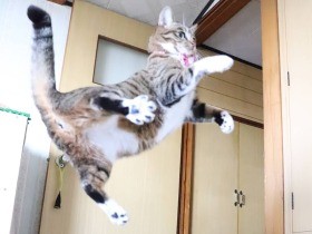 空中浮遊する猫!?　鳥と合唱しているみたいな猫も〈sippoおもしろ写真〉