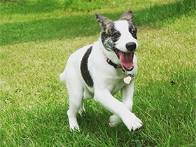 ２０１９イキイキしてるで賞　ミックス犬の「はる」