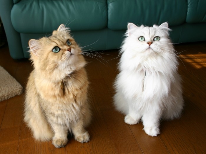 ５歳の頃、娘のスパンコちゃん（２歳）と一緒に。一緒に住んでいたスパンコちゃんのお父さんの毛色はシルバーで、スパンコちゃんのほうがにゃんちーちゃんより先に亡くなってしまったそう。お空で再会できているといいですね（中尾亜希さん提供）