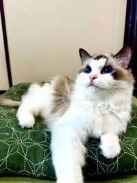 座布団の上がお気に入り（宮尾さん提供）