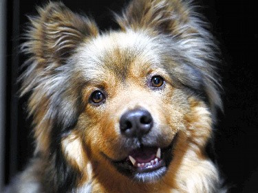 とても甘えん坊だった犬たろう、今では立派な番犬に成長