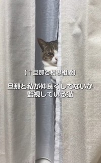 窓際の猫ベッドからじっとこちらを見つめる猫のくるみちゃん（ましゅくるさん提供、Instagramよりキャプチャ撮影）