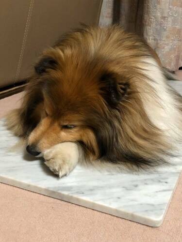 お気に入りのタイル（ＣＡＰＰチーム提供）