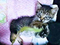 お迎え初日、弱々しかった正宗くん（画像提供：よしゅあさん）