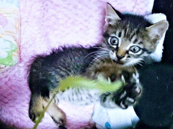 お迎え初日、弱々しかった正宗くん（画像提供：よしゅあさん）