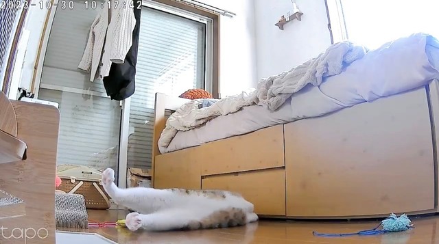 ベッド下にチュールをシュートしてしまい慌てふためく琥珀くん（提供：ハナさん）