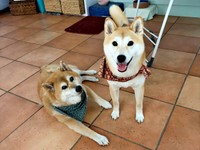 オーストラリアで暮らす柴犬の（左から）トラちゃん、梅ちゃん（画像提供：トラゴマさん）