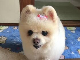 サロンカットでスッキリ！　元気にがんばる17歳のポメラニアン「菜々美」