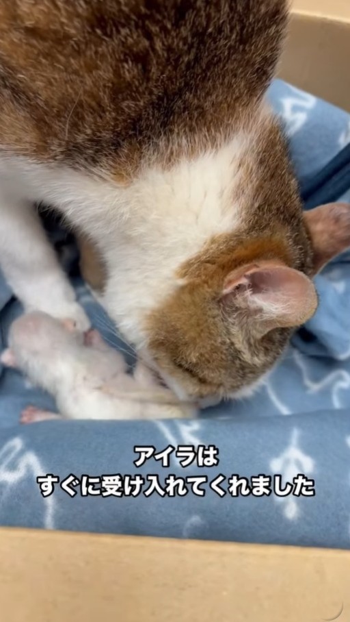 2週間前に出産したばかりの母猫アイラちゃんに赤ちゃん猫を託してみることに（凛（Rin）さん提供、Instagramよりキャプチャ撮影）