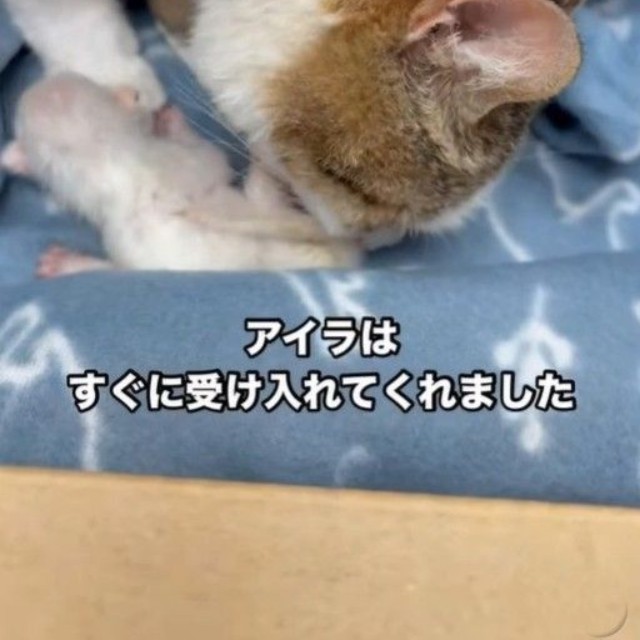 2週間前に出産したばかりの母猫アイラちゃんに赤ちゃん猫を託してみることに（凛（Rin）さん提供、Instagramよりキャプチャ撮影）