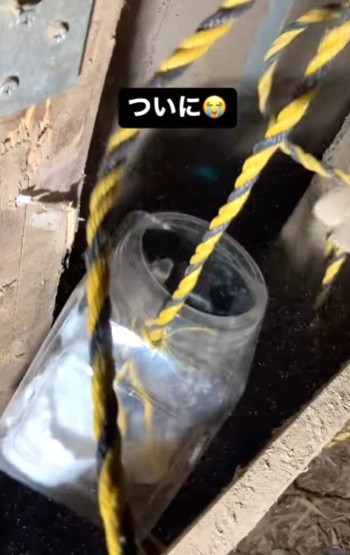 ついにカゴに入り、引き上げられた（佐々木 幸一さん提供、Instagramよりキャプチャ撮影）