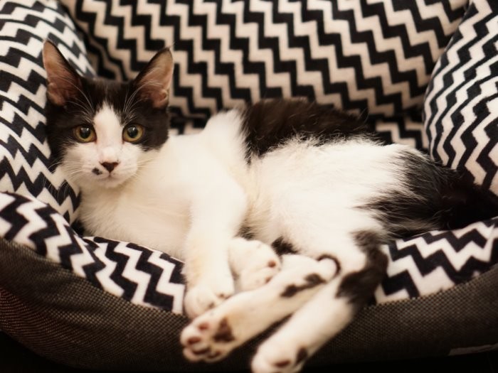 モノトーンのベッドが毛柄にぴったり！