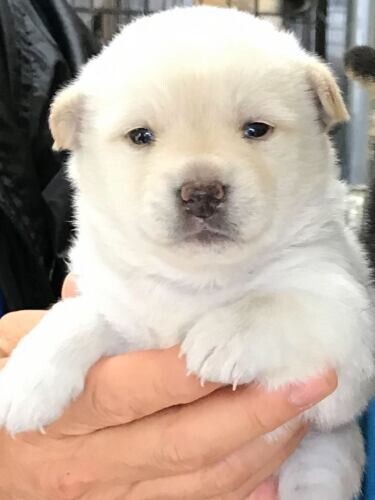 家にきたころの「菊千代」