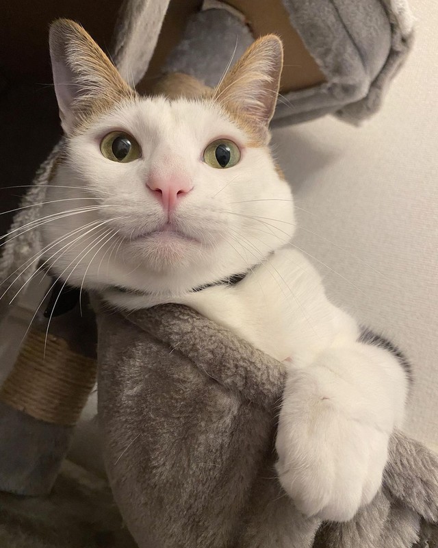 大きくなったにゃ〜