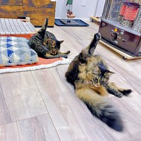 完璧なシンクロポーズ！ おはぎちゃん（奥）、もなかちゃん（手前）（画像提供：おはぎともなかと時々オトンさん）