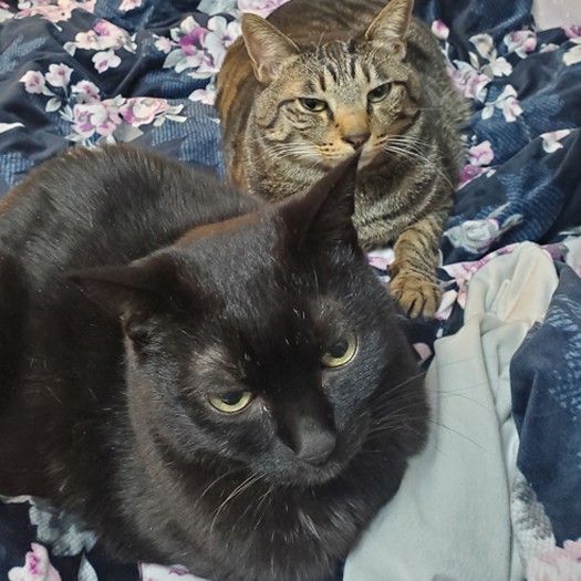 ごめんね、これからは気をつけます（飼い主の誓い）