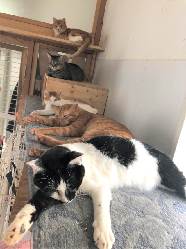 はなちょちゃんのまわりは、いつも猫がくっついているんです。はなちょちゃんと触れているだけで嬉しいみたい