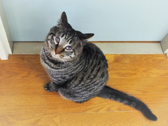 何もかも見えているようなイチのまなざし