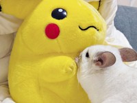 ピカチュウのぬいぐるみと抱き合うまろくん（画像提供：チンチラすきさん）