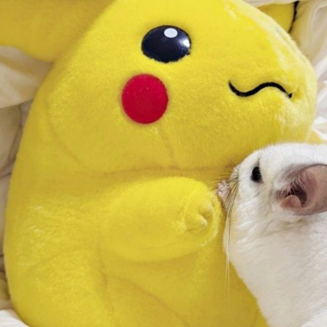 ピカチュウのぬいぐるみと抱き合うまろくん（画像提供：チンチラすきさん）