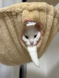 仙人味が強烈なうにちゃん（提供：うに／ハンモックアートさん）