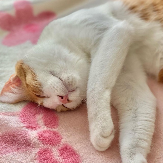 スヤスヤお休み中、見ているだけで癒される