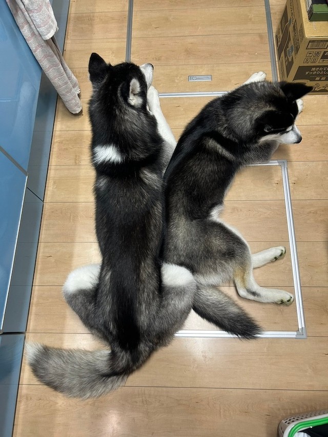 思わず触りたくなるもふもふ具合と可愛らしさだけど、犬は「おもちゃ」じゃありません（画像提供：LANI LEAさん）