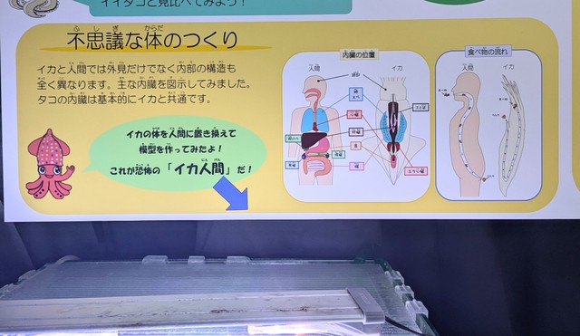 （魚津水族館提供）