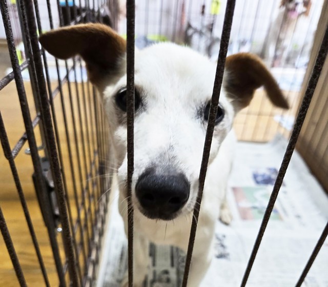 目が見えず耳も聞こえぬ上に認知症の症状も見受けられたシニアの保護犬・ジョン