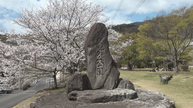 粟地ダム公園のソメイヨシノが見頃　香川・小豆島町