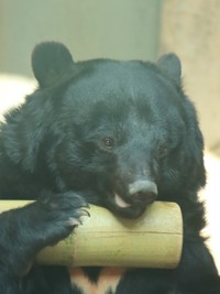 毛艶良く若く見えると評判のツキノワグマの「タケ」。2010年に奈良県内で保護され縁あって王子の仲間になりました