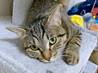 2歳になったぴーちゃん。キャットタワーでまったりタイム（画像提供：単発0x0さん）