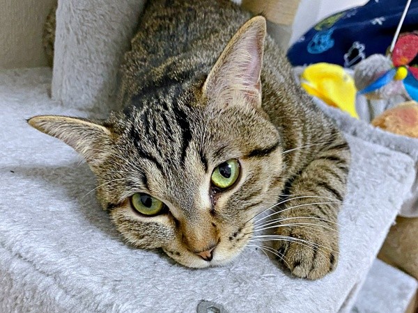 2歳になったぴーちゃん。キャットタワーでまったりタイム（画像提供：単発0x0さん）