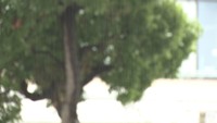 【速報】四国地方が梅雨入り　平年よりも3日早く、去年よりも16日遅い