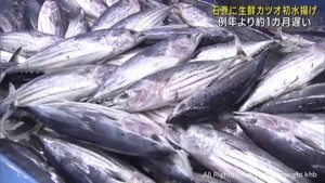 生鮮カツオ初水揚げ　宮城・石巻魚市場　北上遅れで１カ月遅い水揚げ