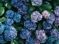 辛い日々の中で咲いたアジサイの花は私の変化も教えてくれた