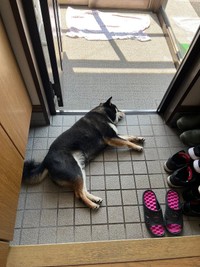 玄関でくつろぐはるくん（動画からキャプチャー／提供：黒柴はるママさん @51316Mika）