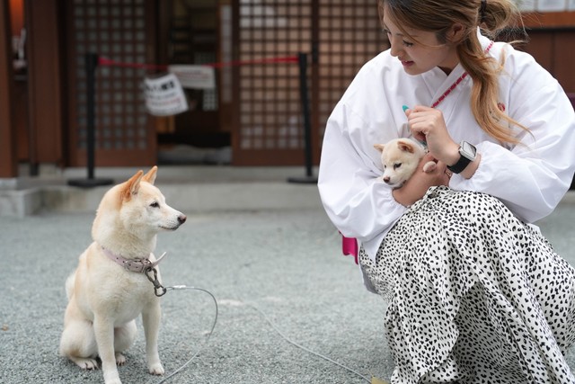 初代シロ（左）とチビシロ（右）。まだ微妙な距離があるが、初代シロは興味津々。今後仲良くなりそう
