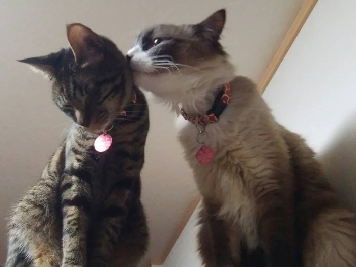 先住猫もぐちゃんが弟やとくんを舐めてあげる