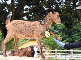 「お手」「おまわり」できるヤギが人気　成田ゆめ牧場