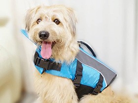 カヤックに挑戦するよ　ライフジャケット姿のミックス犬「ロン」