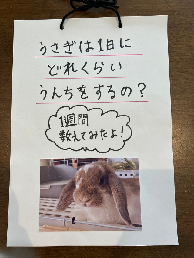 小4女の子の夏休みの自由研究。飼っているうさぎのベルちゃんのうんちの量を調べた（親御さん提供）